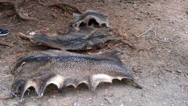 Decomisan pieles de animal en peligro de extinción en Los Santos