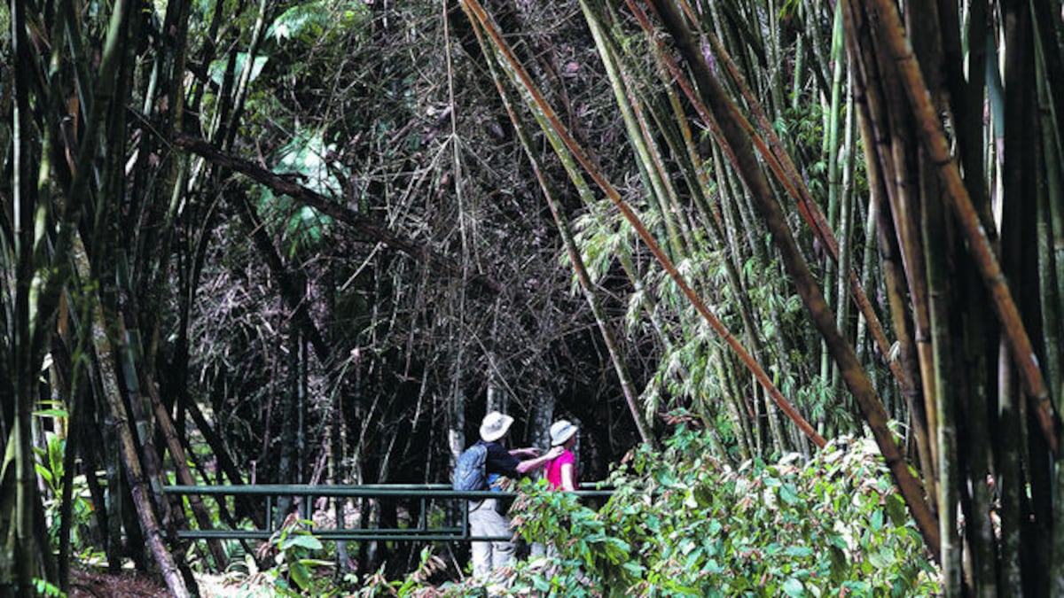 El 61.9% de la superficie panameña cuenta con una cobertura boscosa, según datos del Ministerio de Ambiente de 2014.