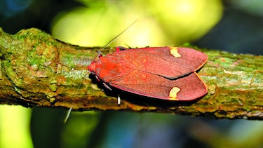 Tras las mariposas de la noche