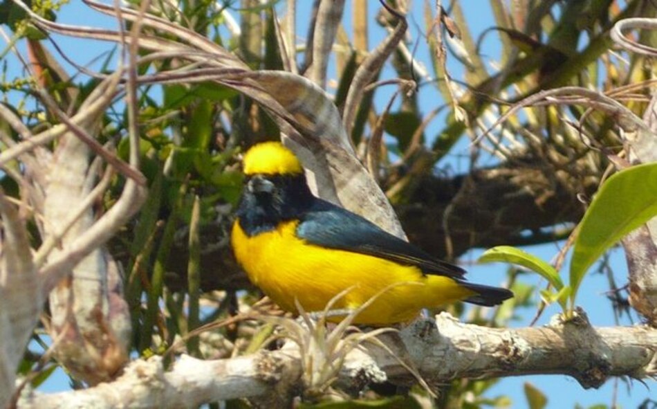 Evalúan la biodiversidad de la reserva La Tronosa de Los Santos