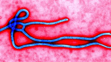 Esfuerzos contra el ébola