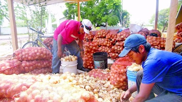 IMA adquirirá cebolla de productores de Natá a $31 el saco