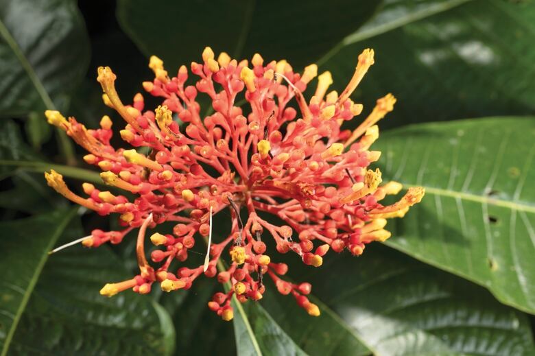 El bosque, en el aula de clases
