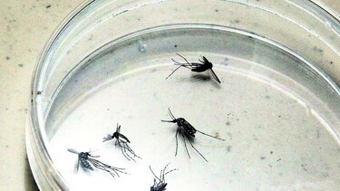 Un arma contra la malaria