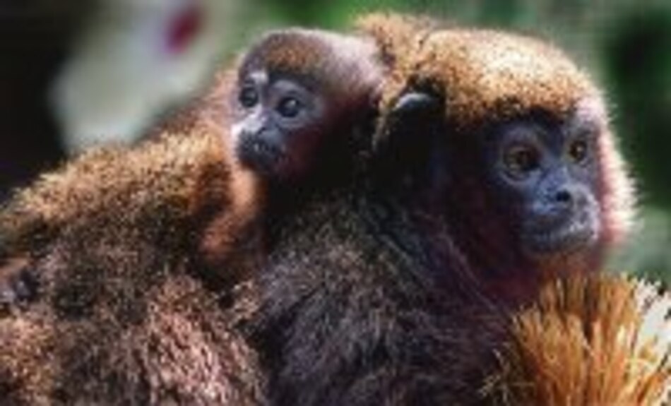 Fonemas en los monos tití