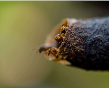 Abejas sin aguijón: una tradición que renace