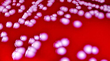 Campaña sobre uso de antibióticos