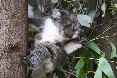 La Tierra puede perder hasta un 10% de la biodiversidad para 2050