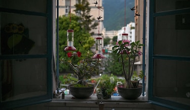 Caracas, ‘edén’ de los colibríes