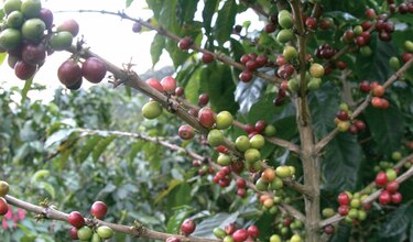 Mano de obra, un reto para producir y cosechar café