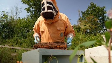 El superalimento creado por científicos de Oxford que busca salvar a las abejas de su desaparición