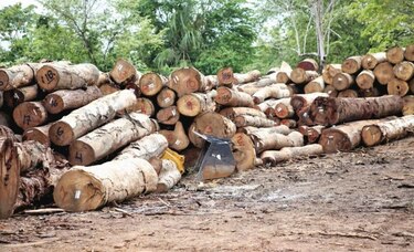 Tala se toma área protegida en Darién