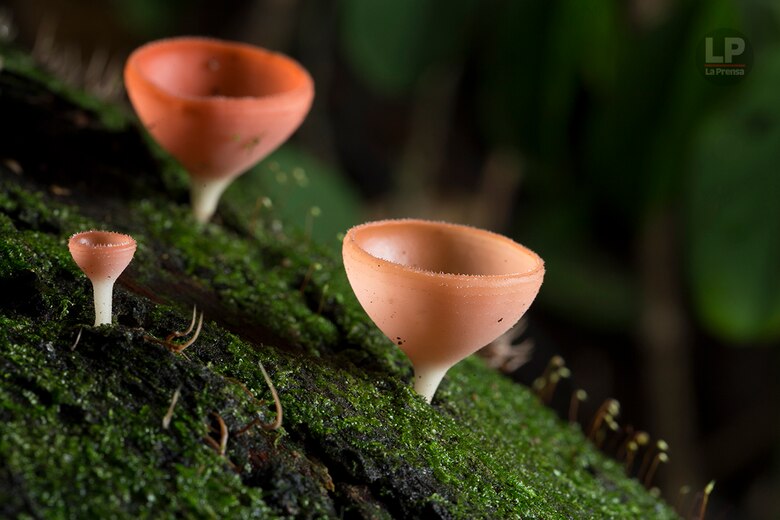 El Valle de Antón y su vocación turística