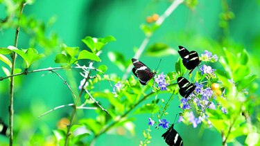Recinto para las mariposas
