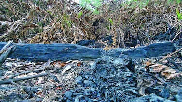 Evalúan daños a zona de palmas aceiteras