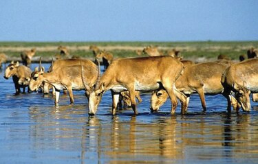 Mueren unos 350 antílopes saiga, en peligro de extinción