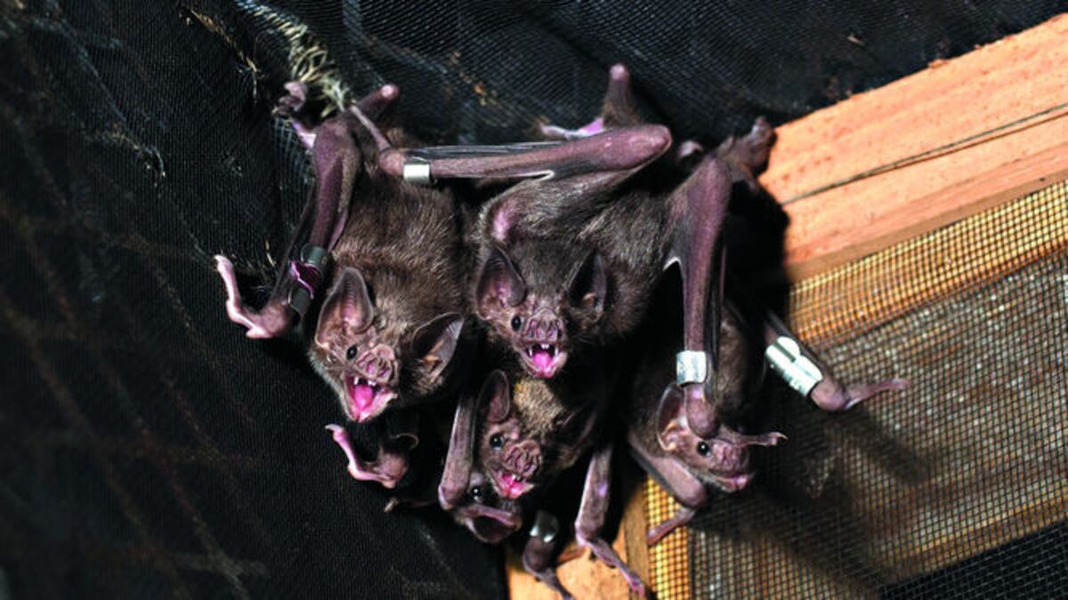 En el laboratorio se estudian varias especies de murciélagos y aspectos como la genética poblacional y el comportamiento.