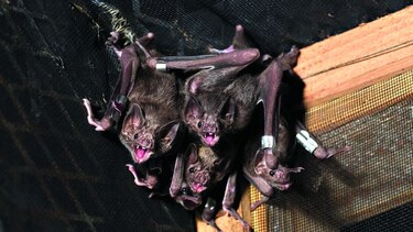 La noche es de los murciélagos