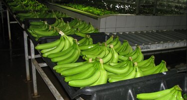Huelga de trabajadores afectaría producción de banano  