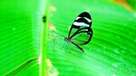 Santuarios de mariposas