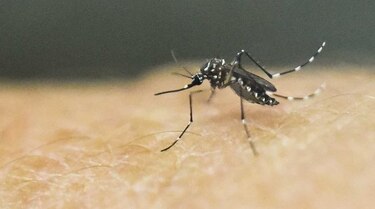 Salud confirma muerte de anciana en Chepo por dengue