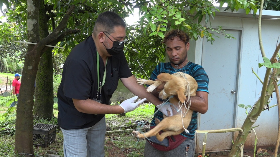 Leptospirosis cobra su primera víctima en Coclé durante 2024