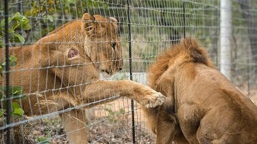 33 leones rescatados llegan a un santuario en Sudáfrica