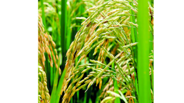 Detectan enfermedad en cultivo de arroz