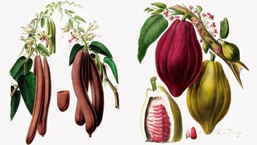 Qué son las ingeniosas cajas de Ward y cómo transformaron la economía mundial