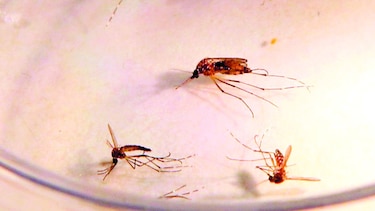 108 casos de malaria reporta el Minsa