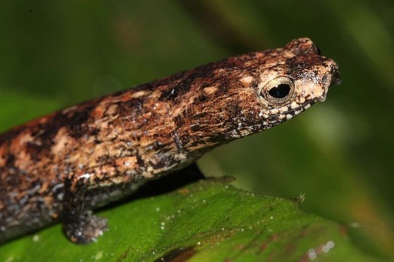 Un libro para proteger a los anfibios del Parque Nacional Darién