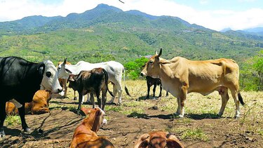Chiriquí, en alerta por rabia paralítica bovina