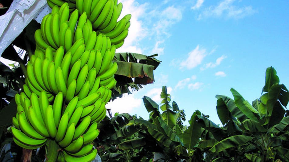 Se contraen las exportaciones de la región, Panamá logra crecer