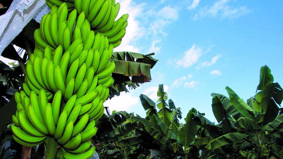 Se contraen las exportaciones de la región, Panamá logra crecer