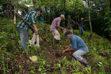 Incentivo de reforestación