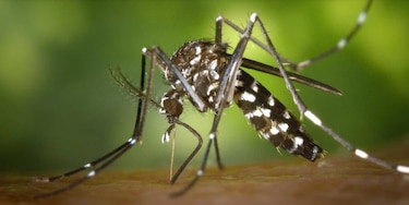 Dengue en Panamá: los casos suben a 13,844 y se registran 23 muertes en el año 2025