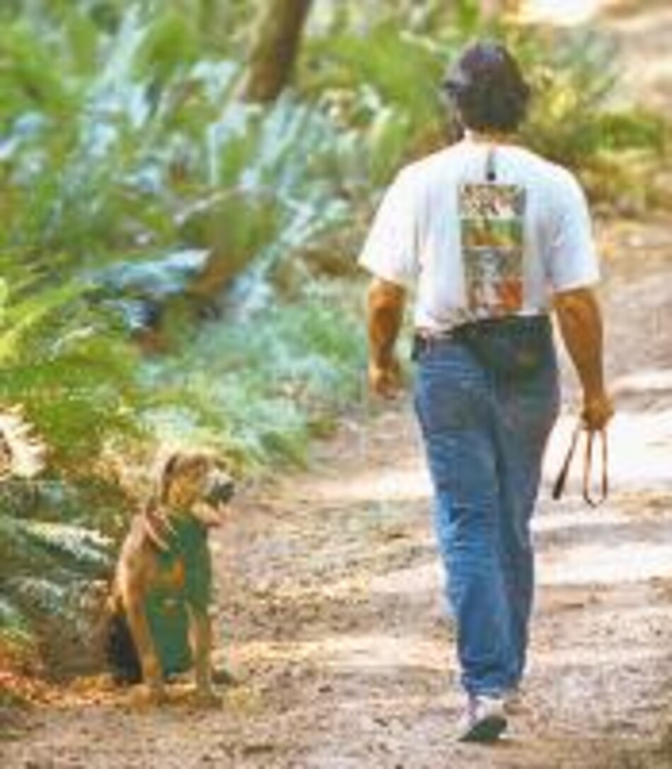 Mascotas Labradores: compañeros ideales
