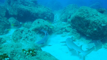 Estudian al  tiburón punta blanca de arrecife en Coiba