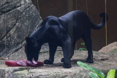 Zoológico de Brasil da helados de carne a los animales para mitigar el calor
