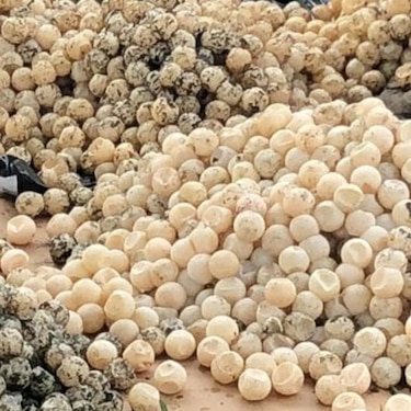 Se incautan de 2 mil huevos de tortugas en Los Santos  