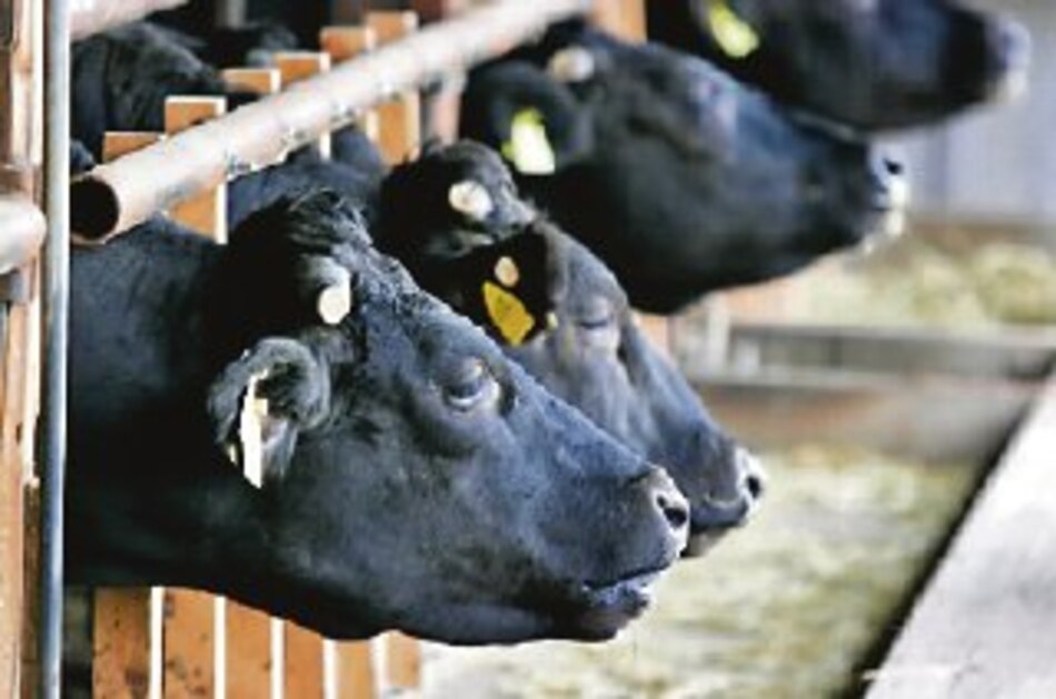 100 dólares por una libra de carne