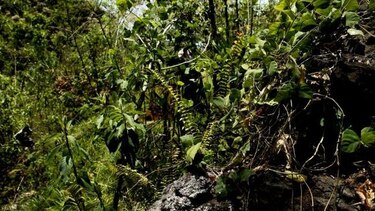 Gobierno se adherirá a la alianza por el millón de hectáreas