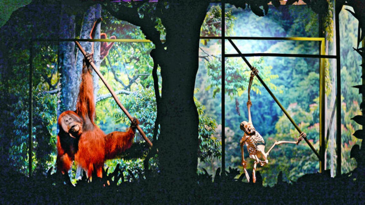 Un orangután de peluche y su esqueleto cuelgan de una baranda en la exhibición del Museo Nacional de Historia Natural de París.