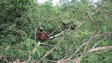 Piden reforestar seis lugares en Los Santos para preservar hábitat de monos