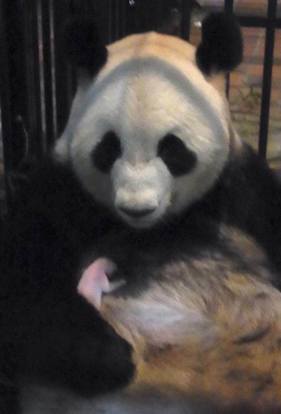 China da pésame por muerte de oso panda recién nacido en un zoo en Tokio