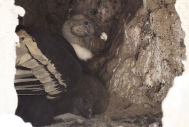 Nace en zoológico boliviano un cóndor, ave en peligro de extinción