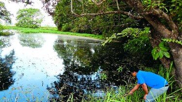 Amplían investigación tras mortandad de peces
