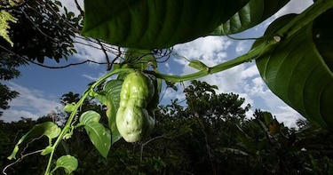 Darién, bajo amenaza