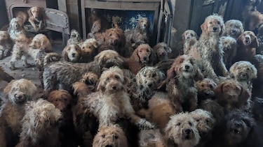Los 250 perros hacinados en una pequeña casa de Inglaterra y su recuperación tras ser rescatados