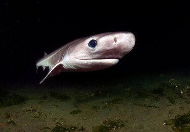 Uno de cada siete tiburones de aguas profundas está en riesgo de extinción
